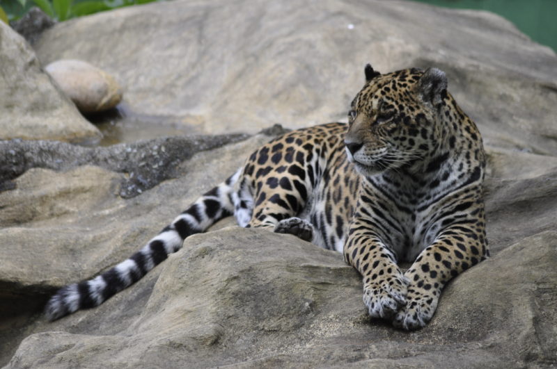 A educação ambiental e a promoção de atividades socioculturais são partes essenciais do Zoo – Foto: Arquivo/Zoo Pomerode