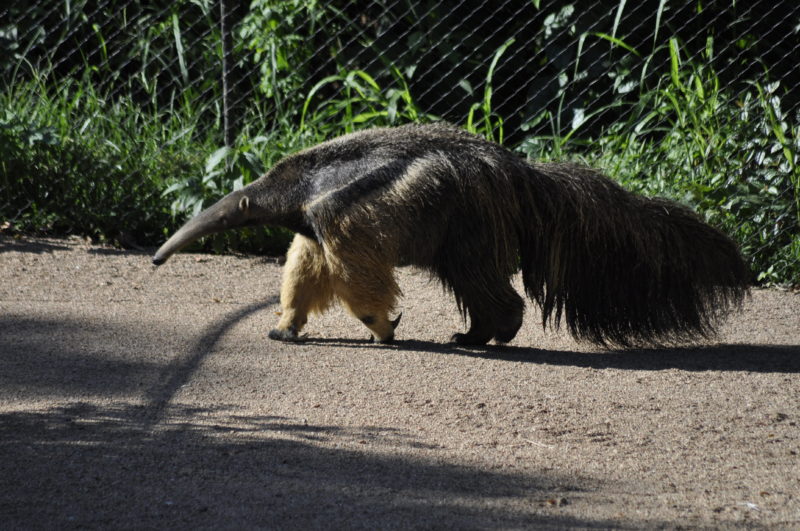 A equipe do Zoo tem trabalhado na substituição de vegetação exótica por vegetações nativas – Foto: Arquivo/Zoo Pomerode