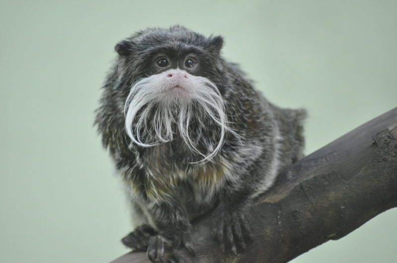 O zoológico foi registrado no Ministério da Agricultura em 1941 – Foto: Arquivo/Zoo Pomerode