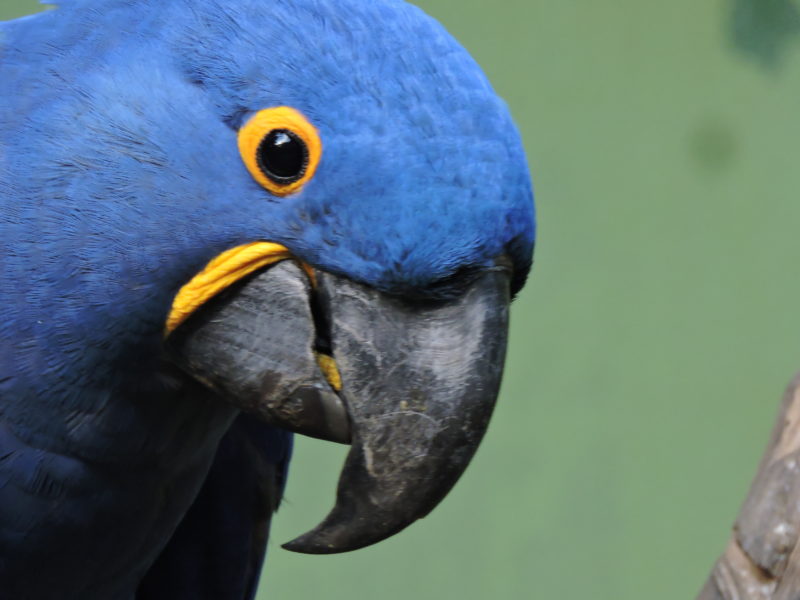 O Zoo Pomerode mant&eacute;m seus esfor&ccedil;os voltados para a&ccedil;&otilde;es de prote&ccedil;&atilde;o da biodiversidade – Foto: Arquivo/Zoo Pomerode