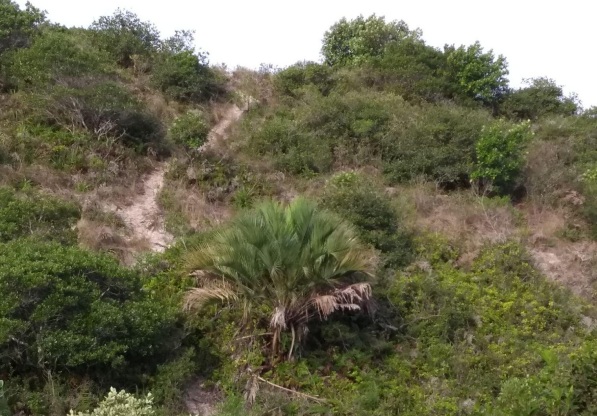 Regi&atilde;o conta com exemplares da palmeira amea&ccedil;ada de extin&ccedil;&atilde;o, popularmente conhecida como buti&aacute;&nbsp;– Foto: Divulga&ccedil;&atilde;o/ND