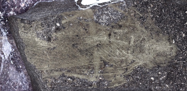 Exemplar fossilizado da barata pré-histórica Anthracoblattina mendesi