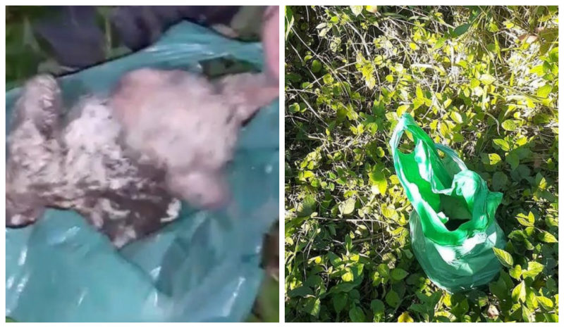 Gatos foram encontrados mortos e com marcas de agressão nesta semana