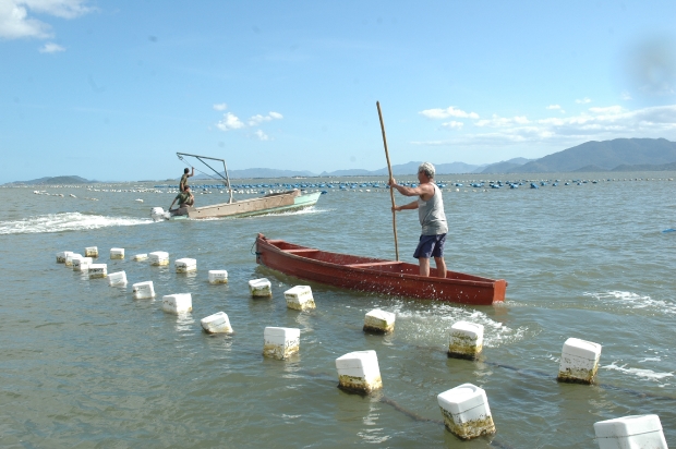 Pescadores trabalhando em área de cultivo de ostras e mexilhões – Foto: Nílson Teixeira/Epagri/Divulgação/ND