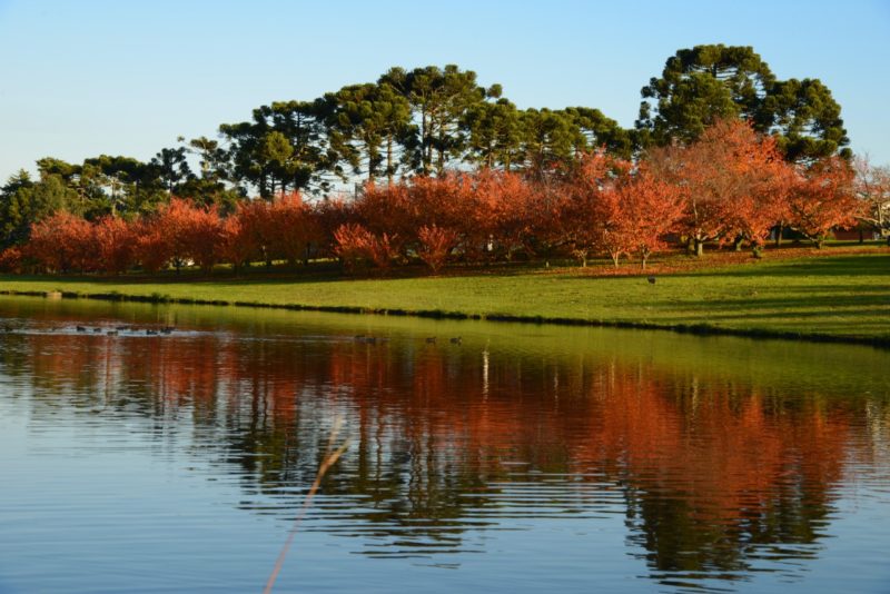Campos com cerejeiras são algumas das belas paisagens de São Joaquim – Foto: Foto Argus/Reprodução/ND
