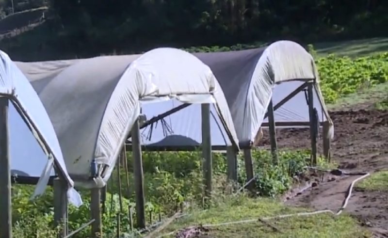 Plantação precisa ser protegida do frio extremo e da geada – Foto: Reprodução/NDTV RecordTV