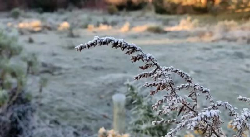 Planta coberta pela geada