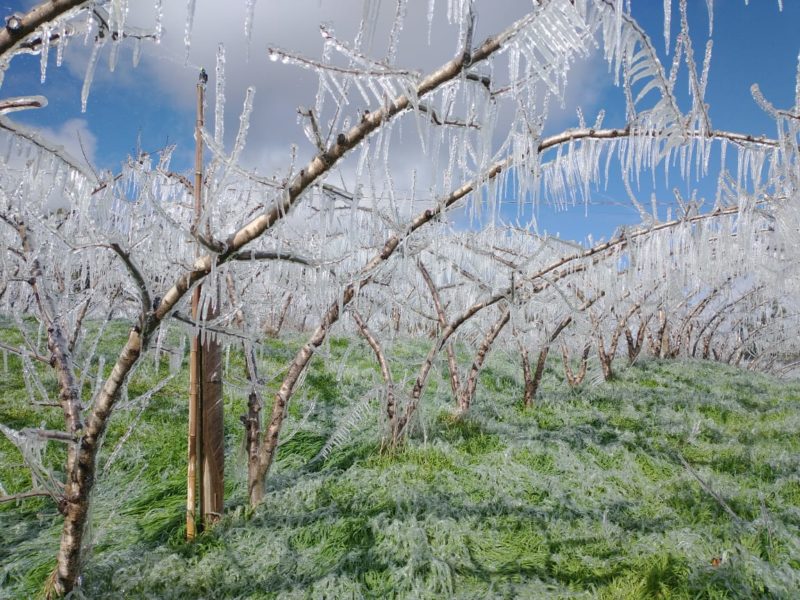 pomar de pêssego ficou congelado