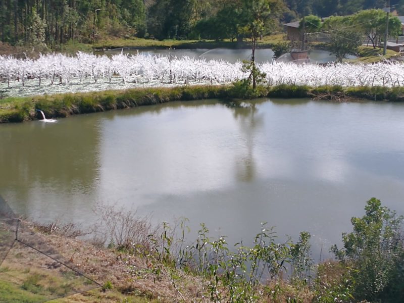 pomar de pêssego ficou congelado