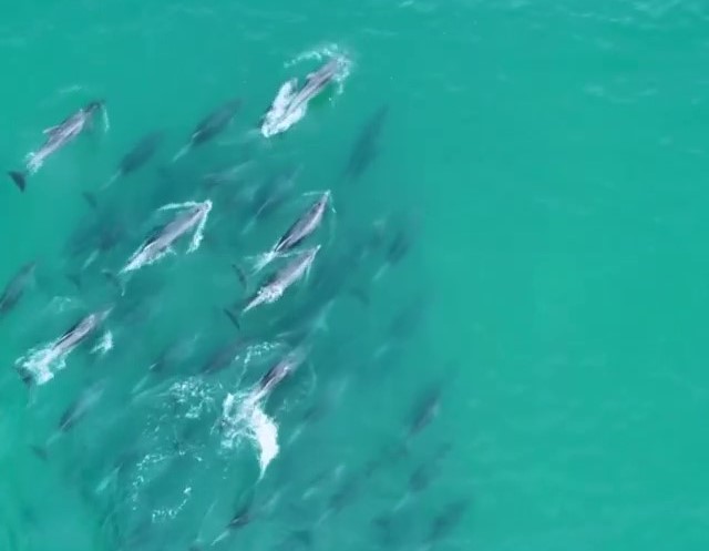 Rebanho de golfinhos &eacute; avistado em Bombinhas – Foto: Gleison Jayme/Fotografia Bombinhas/Reprodu&ccedil;&atilde;o