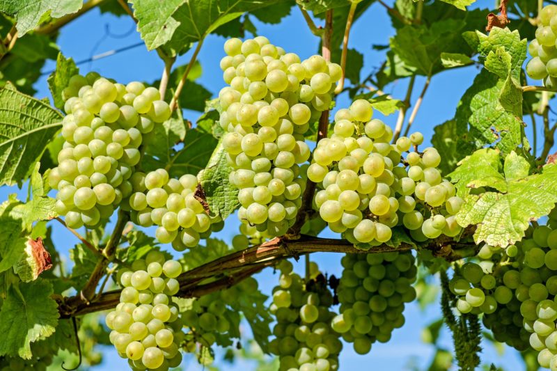 As uvas brancas &#8211; Foto: Couler por Pixabay