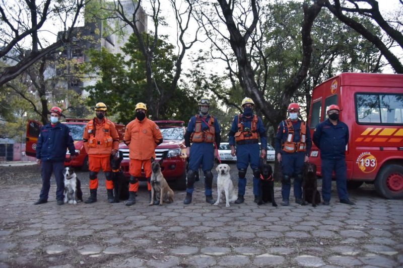 Cães de Santa Catarina reforçaram as busca pelos desaparecidos em incêndio na SSP-RS &#8211; Foto: Rodrigo Ziebell/Ascom GVG/Reprodução/ND