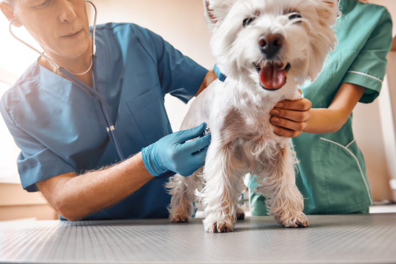 Manter a vacinação em dia e cuidados com o sistema imunológico são fatores importantes para evitar complicações com a gripe canina – Foto: iStock/Divulgação