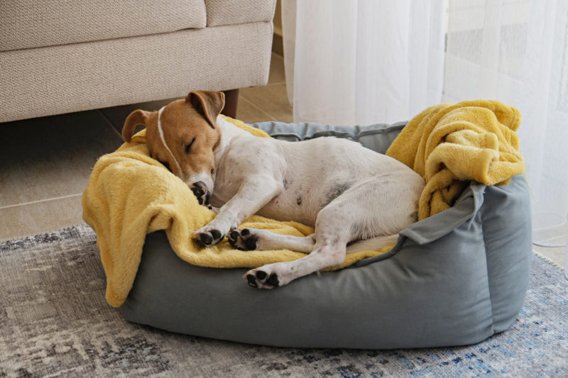 Jack russell terrier dormindo em sua cama