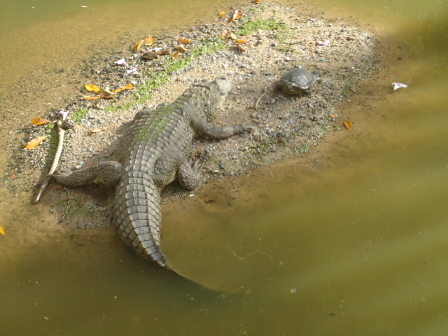 Colch&atilde;o pode mudar fauna e flora do local onde foi flagrado – Foto: PMF/Divulga&ccedil;&atilde;o/ND