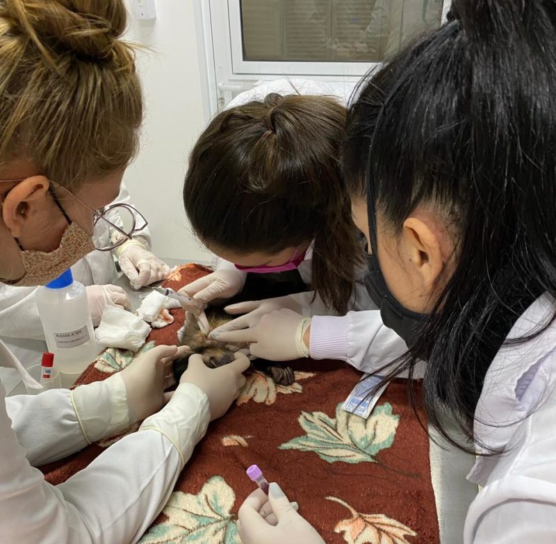 macaco-prego foi achado com chumbinhos