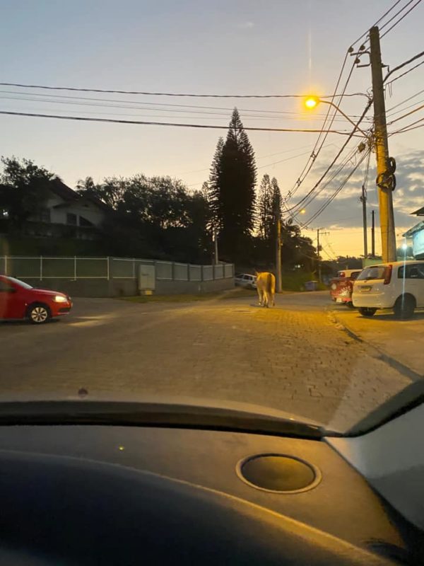 Cavalo foi flagrado no final da tarde de sexta-feira passeando pelo bairro da Velha – Foto: Divulga&ccedil;&atilde;o/Karla Nayana/ND