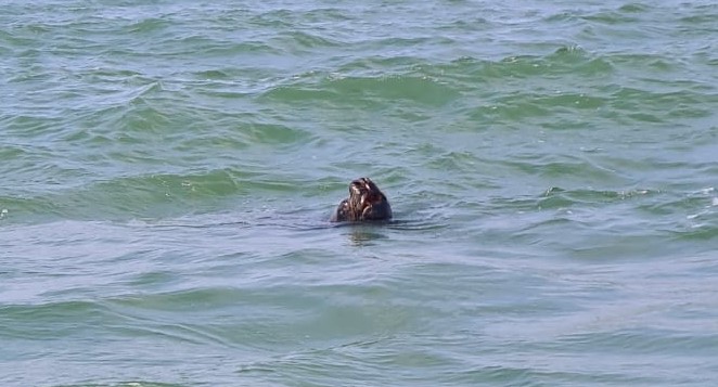 leao marinho aparece em barra velha