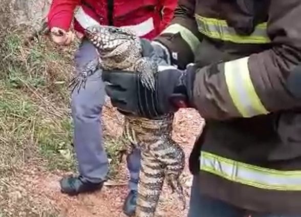 Lagarto foi resgatado pelos Bombeiros Volunt&aacute;rios de Ibirama – Foto: Reprodu&ccedil;&atilde;o/BVI