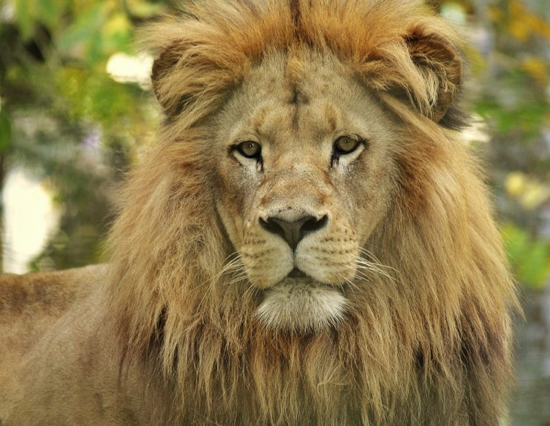 No Zoo Pomerode a medicina preventiva é acompanhada de perto pela equipe de profissionais – Foto: Arquivo/Zoo Pomerode