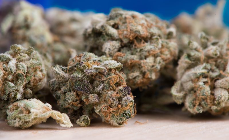Homem foi detido com 1g da maconha em Jaraguá do Sul – Foto: Pixabay