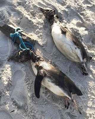 Pinguins foram encontrados na praia de Canasvieiras, no Norte da Ilha de Florianópolis, com sinais de tortura e crealdade - Mari Garcia/Divulgação/ND