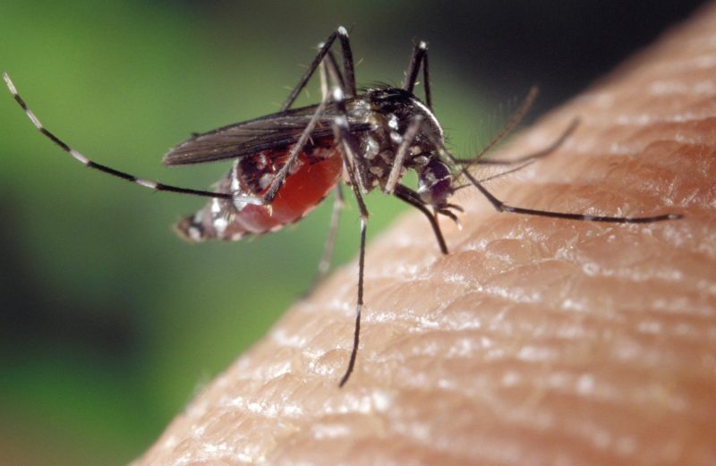 Joinville investiga morte por suspeita de dengue &#8211; Foto: Pixabay/ND