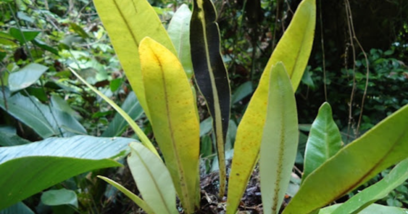 Plantas ajudam a quebrar a monotonia