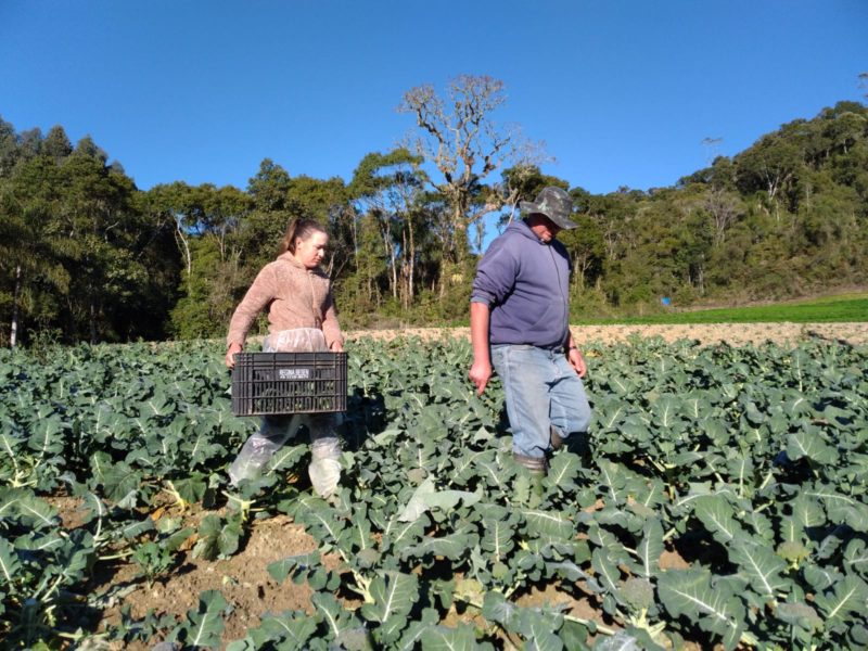 O casal de agricultores Adriana e Gilberto trabalha junto no campo desde a época do namoro – Foto: Nícolas Horácio/ND