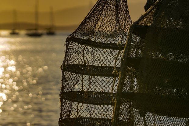 Microplásticos foram identificados em ostras e mariscos