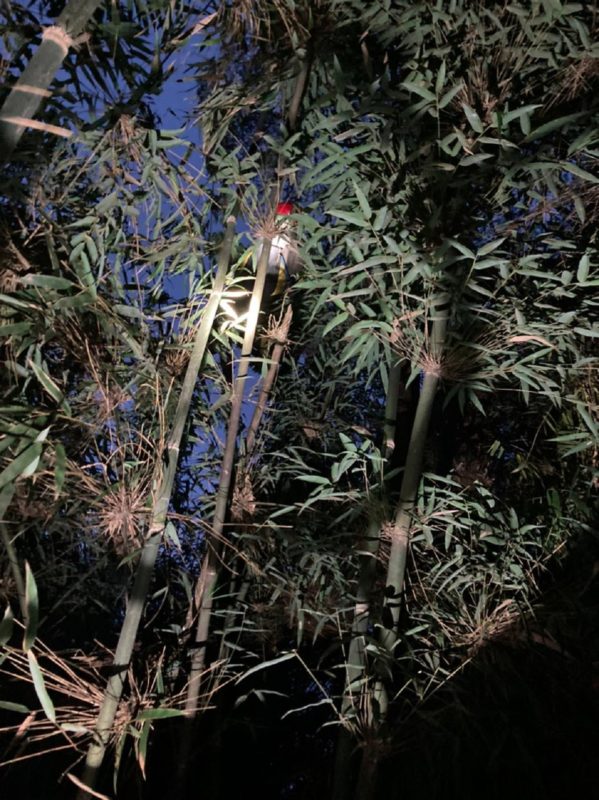 Homem que descia de parapente ficou preso a uma &aacute;rvore, em Lages – Foto: Divulga&ccedil;&atilde;o/CBMSC