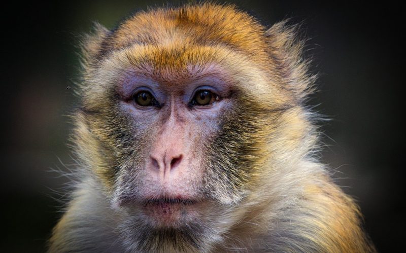 V&iacute;rus transmitido por macaco &eacute; raro, mas mortal em humanos – Foto: Pixabay
