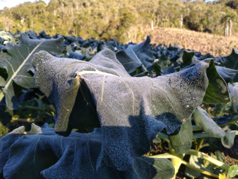 Temperaturas negativas e geadas em Santa Catarina afetam plantações – Foto: Divulgação/ND