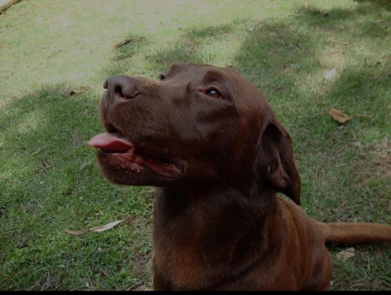Ele atuava em S&atilde;o Louren&ccedil;o do Oeste. – Foto: Pol&iacute;cia Civil/Divulga&ccedil;&atilde;o/ND