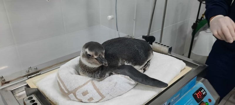 Spheniscus magellanicus &eacute; a esp&eacute;cie do pinguim resgatado – Foto: Amanda Fernandes/R3 Animal/Reprodu&ccedil;&atilde;o/ND