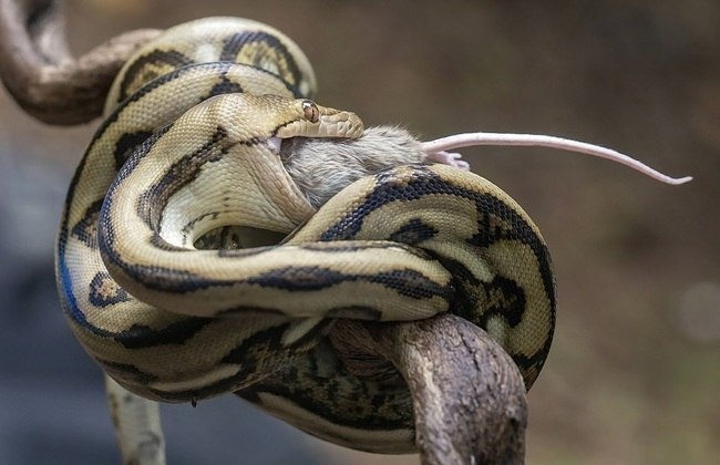 The parasite is commonly found in python snakes.  Photo: Dzul Dzulfikri/Disclosure/ND.