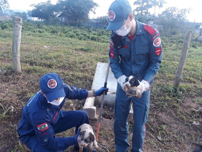 bombeiros com os cachorrinhos salvos