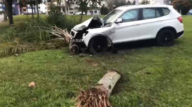 Coqueiro foi partido ao meio com o impacto da batida. – Foto: Guarda Municipal/Divulgação/ND