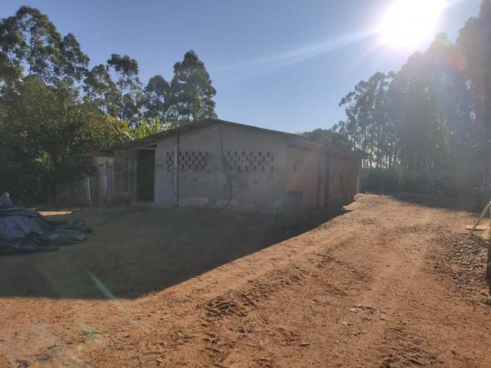Seis vacas foram esfaqueadas em um galpão no bairro Montanha em Siderópolis. no Sul de SC – Foto: Divulgação/PM/ND