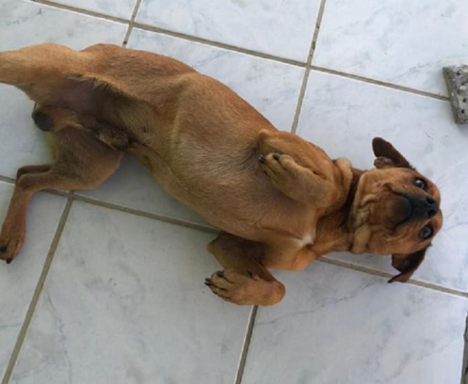 Pirulito foi atacado por um pitbull e n&atilde;o resistiu em Orleans, no Sul de SC – Foto: Divulga&ccedil;&atilde;o/ND
