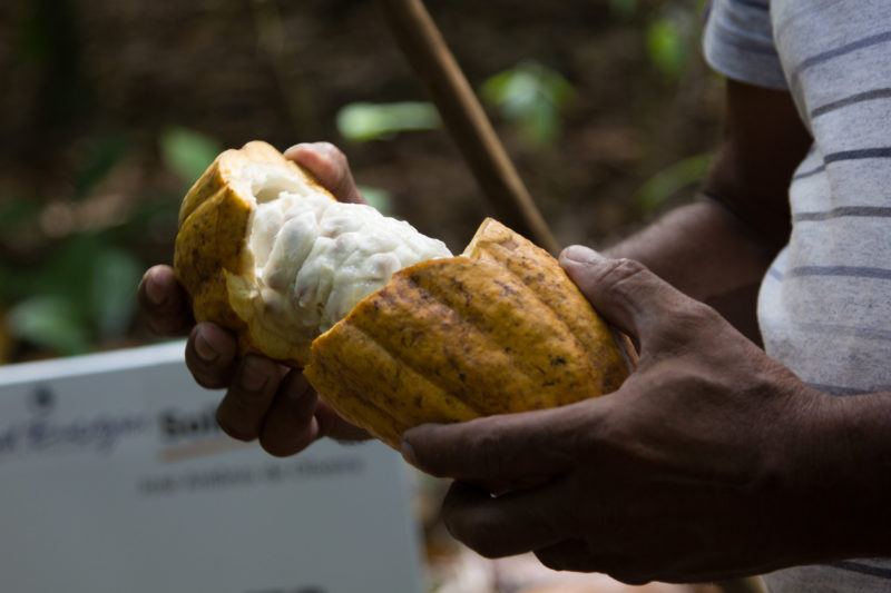 Produ&ccedil;&atilde;o de cacau na Amaz&ocirc;nia – Foto: Divulga&ccedil;&atilde;o/JBS