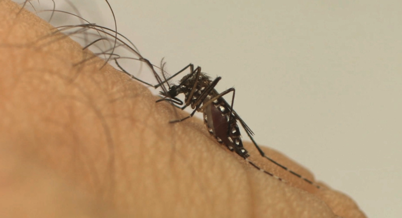 Dive/SC ressalta importância da prevenção para evitar nova epidemia de dengue em 2022 – Foto: Fiocruz/Divulgação/ND