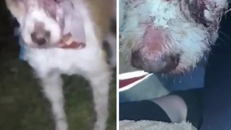 Agressão aconteceu neste domingo (1º) pelo próprio tutor da cachorra