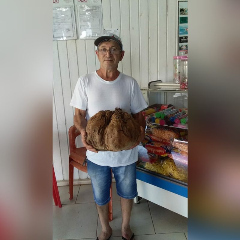 O tamanho da batata-doce pegou todos de surpresa. – Foto: Arquivo Pessoal/Divulgação/ND