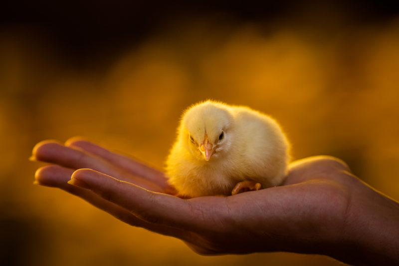 Avicultura mant&eacute;m protagonismo no Estado e no Brasil&nbsp; – Foto: Wenderson Araujo/CNA/ND