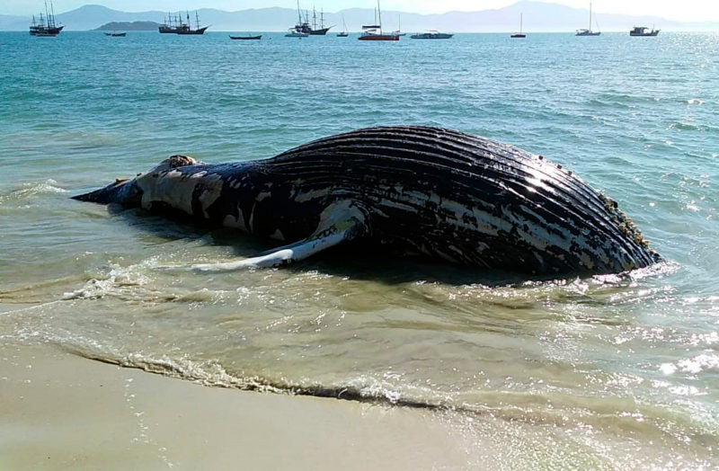 Caso aviste um mamífero, ave ou tartaruga marinha debilitada ou morta na praia, ligue 0800 642 3341, das 7h às 17h – Foto: Guilherme Kubaski/R3 Animal/ND