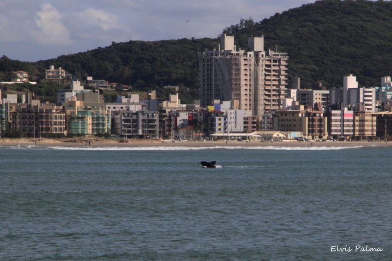 &Aacute;rea de conserva&ccedil;&atilde;o em SC foi a mais visitada do Brasil em 2021 – Foto: Elvis Palma/Divulga&ccedil;&atilde;o