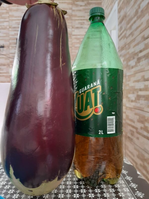 Tamanho da berinjela surpreendeu os moradores joinvilenses – Foto: Arquivo pessoal