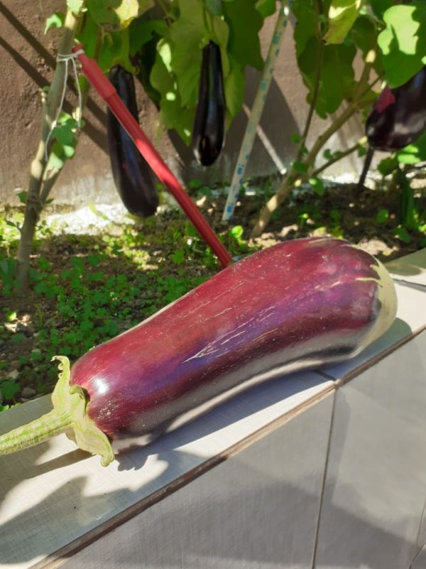 Berinjela deve ser servida &agrave; milanesa na casa da fam&iacute;lia joinvilense – Foto: Arquivo pessoal