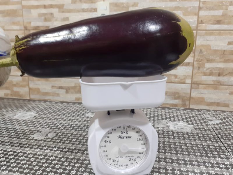 Berinjela pesa mais de 1,3 kg – Foto: Arquivo pessoal